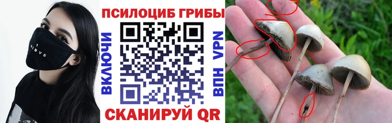 Псилоцибиновые грибы Psilocybe  Боровск 